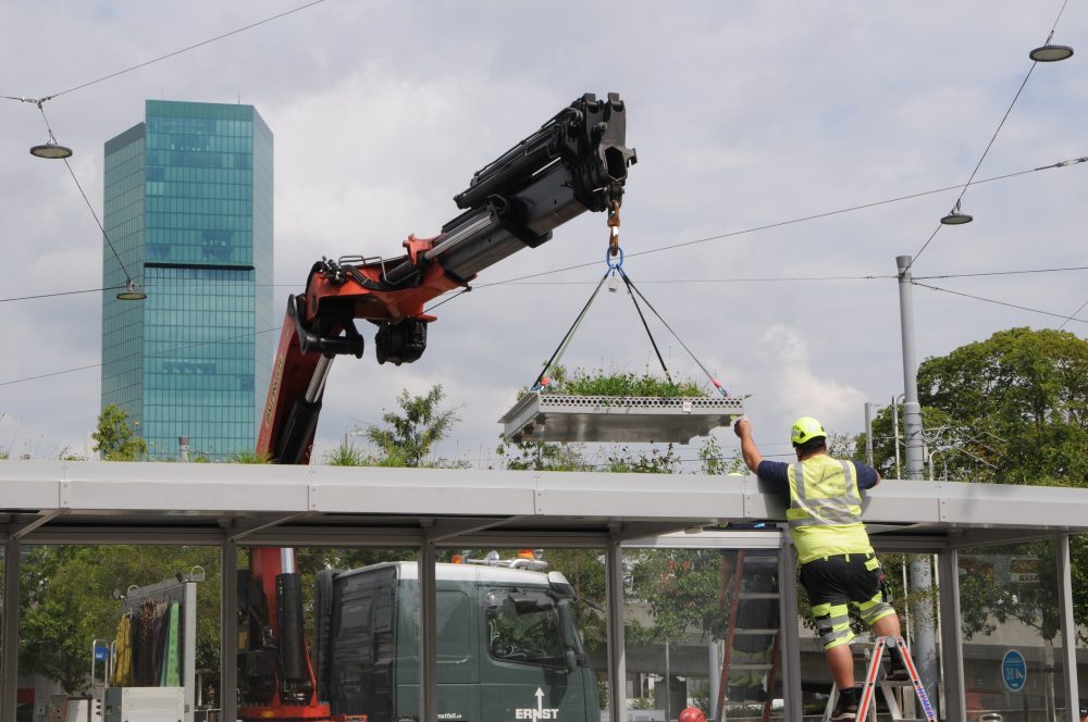 Begrünung von Haltestellendächern VBZ TIR transNews